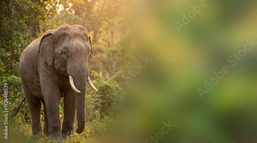 Thai elephant in tropical forest at golden sunset