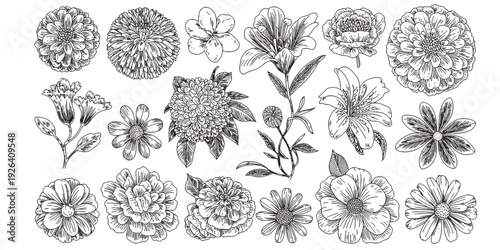 Black Sketch of Flowers Isolated on White Background. Set of flowers vector illustration of a plant design  hand draw flower set design 