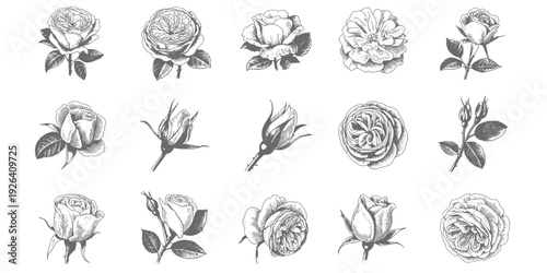 Black Sketch of Flowers Isolated on White Background. Set of flowers vector illustration of a plant design  hand draw flower set design 