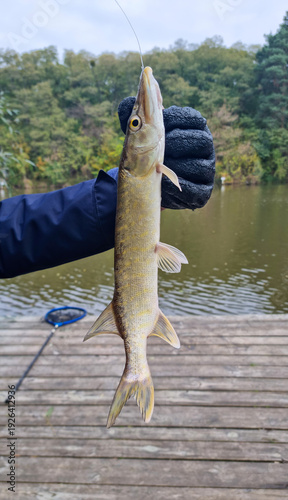 Foto Freshly caught pike fish held by angler over lake