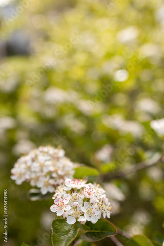 Aronia chokeberry blossoms blooming in spring garden
