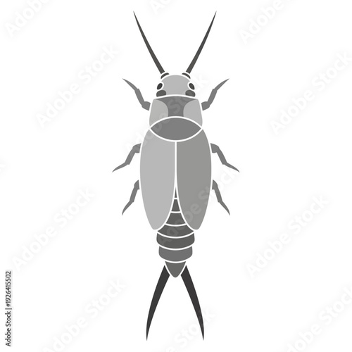 Stylized Grayscale Earwig Insect Vector Illustration Isolated on White Background, Top View