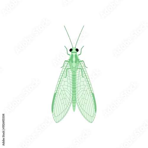 Green Lacewing Insect Vector Illustration with Translucent Wings and Black Eyes Isolated on White Background, Flat Design for Nature or Pest Control Concepts