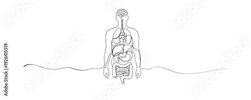 Hand drawn continuous line illustration of human body anatomy with internal organs. Single line representing medical science, biology, and human health education.