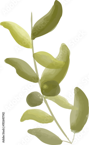 Olive Branch Watercolor Illustration Isolated Botanical Clipart