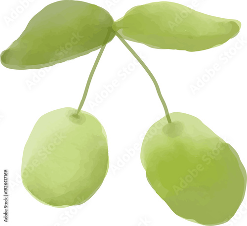 Olive Branch Watercolor Illustration Isolated Botanical Clipart