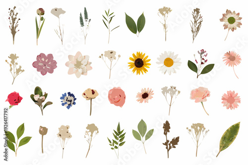 Collection of illustrated floral elements and botanical specimens on white