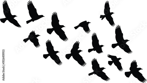 Flock of black crow silhouettes flying in formation isolated on white background, spooky bird group in motion, Halloween concept wildlife illustration