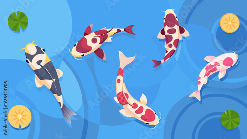 Colorful koi fish swim among lily pads in a blue pond