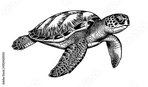 Vintage Engraving Sea Turtle Sketch Vector Illustration in Classic Monochrome Style