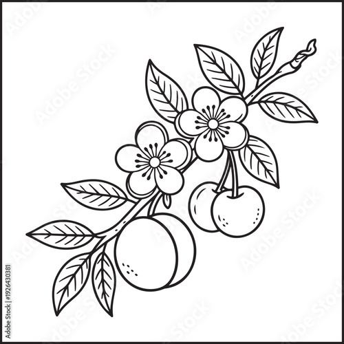 Peach and Cherry Branch Coloring Page Vector Illustration for Kids and Adults, Fruit Tree Line Art Icon Design for Coloring Book and Printable Sheet