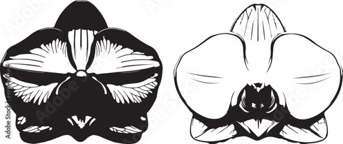 Elegant orchid flower with delicate petals and intricate inner patterns silhouette vector