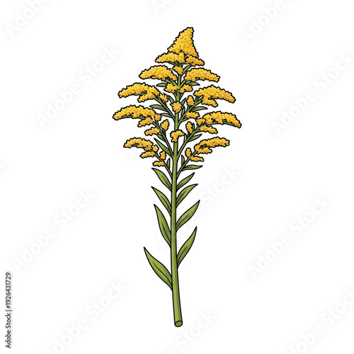Goldenrod flower illustration
