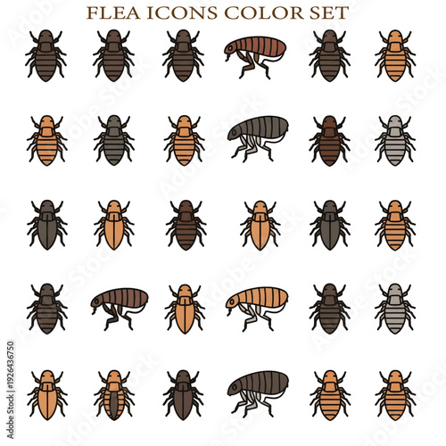 Flea Insect Parasite Close-Up Macro Tiny Pest Animal Illustration