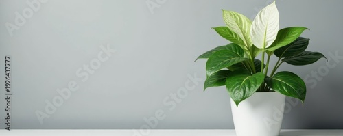 Large Dieffenbachia in white pot, gray wall backdrop, decoration, image