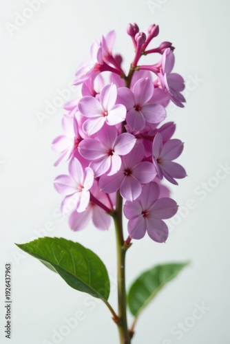 Single lilac sprig, airy, light, white backdrop , closeup, pure, simple