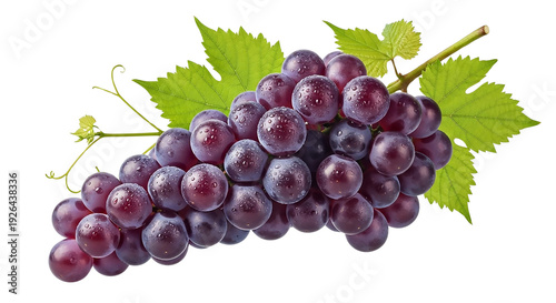 Bunch of ripe purple grapes with green leaves and water droplets on transparent background
