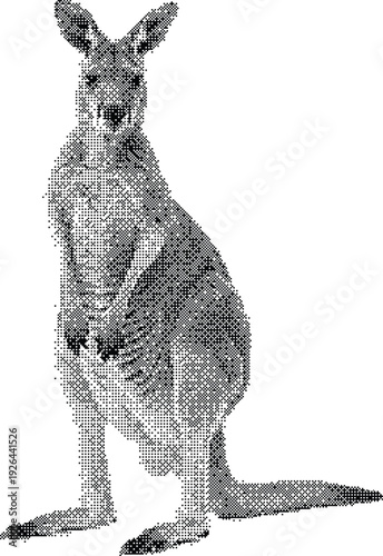 A detailed black and white sketch of a standing kangaroo looking forward on a white background