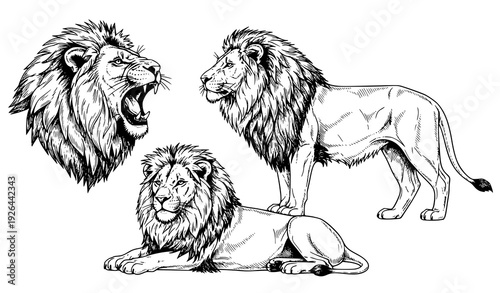 Vintage Engraving Lion Sketch Vector Collection in Classic Monochrome Style