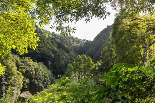 Foto A lush green forest with a mountain in the background in Sao Miguel, Azores