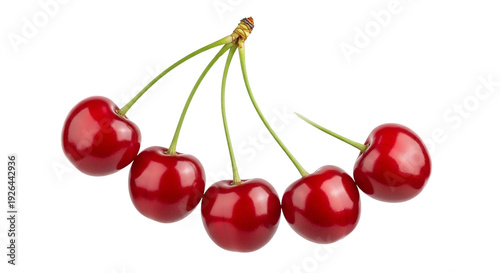 Fresh red cherries cluster isolated on transparent background with green stems and juicy texture