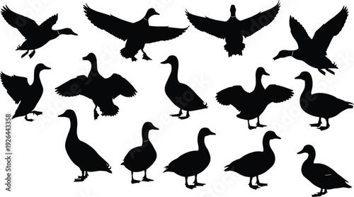 Duck silhouette collection set, black and white flying and standing waterfowl vector illustrations isolated on light background