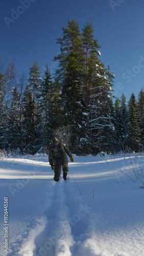 A man walks through deep snow toward tall pine trees. Clear blue sky above the winter forest. Footprints trail behind in the snow. A traveler with a backpack walks through deep snow against a backdrop