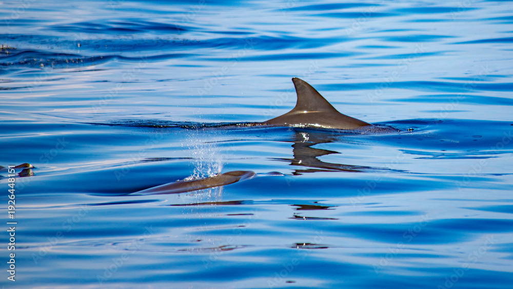 Naklejka premium african dolphins in indian ocean