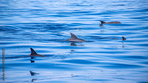 Canvas Print african dolphins in indian ocean