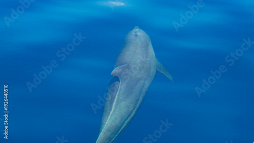 Photography african dolphins in indian ocean