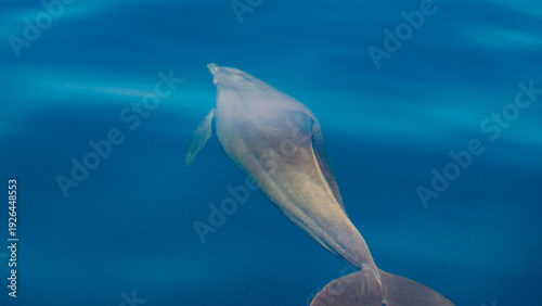 Photography african dolphins in indian ocean