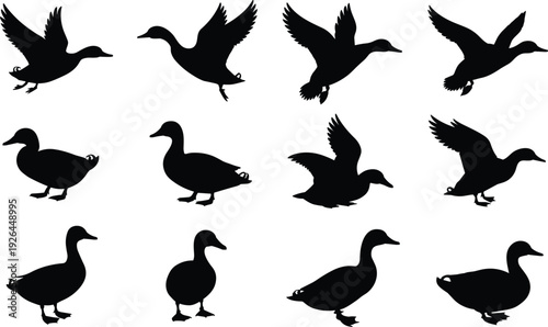 Set of black duck silhouettes in flight and standing poses on white background bird waterfowl