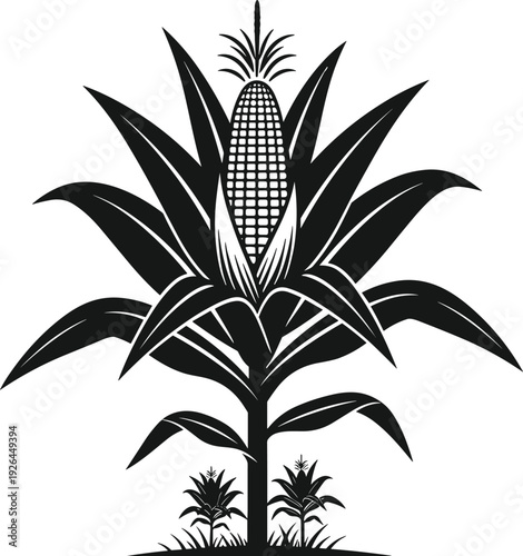 Corn plant silhouette with cob, maize crop icon isolated on white background for agriculture design use