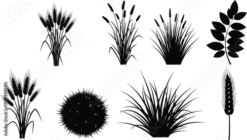 Wild grass and wheat silhouettes set, meadow plants reeds foliage isolated on white background for design