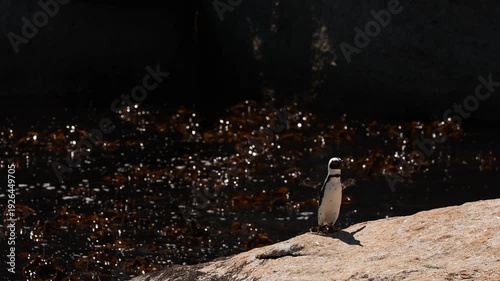 A solitary African penguin walking along the sandy shore of Boulders Beach in Simonstown, exploring the coastline with its waddling gait, surrounded by pristine sand, gentle waves, and natural coastal