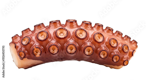 Boiled octopus tentacle isolated on transparent background, seafood delicacy close-up