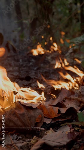 Tropical Wildfire Close-up Dolly Shot Burning Dry Leaves on Forest Floor.