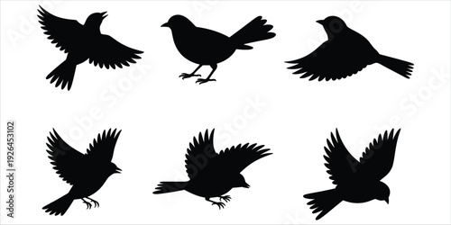 Six Black Silhouettes of Birds in Various Flying and Perching Poses Keywords: bird, silhouette, flying, perching, wings