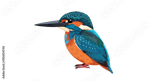 Colorful kingfisher bird illustration on white background