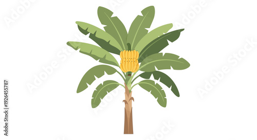 Vector illustration of banana tree with ripe fruit on white background