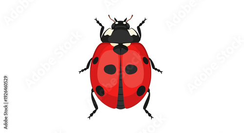 Colorful ladybug illustration on a white background