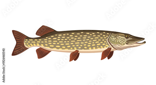Detailed illustration of a northern pike fish with realistic colors