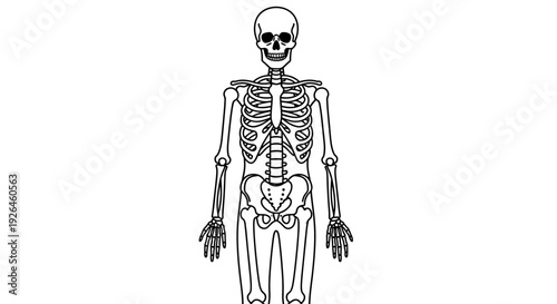 Detailed human skeleton illustration with front view anatomy