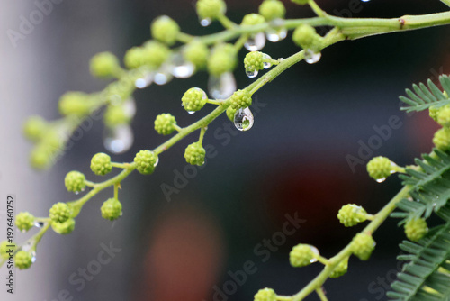 gouttes d'eau sur les glomérules du mimosa
