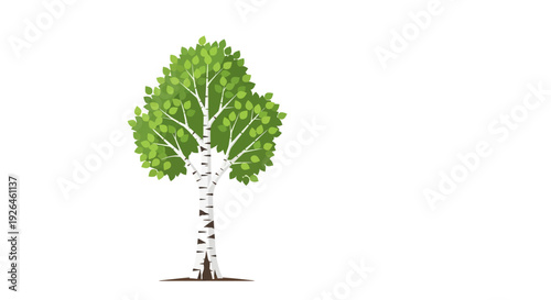 Illustration of a green birch tree on a white background