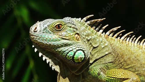 Close-up profile of a green iguana with striking scales and bright eyes in lush foliage.