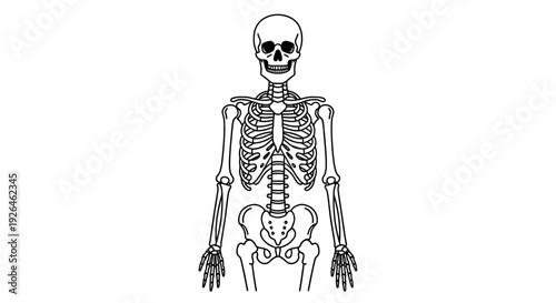 Detailed human skeleton illustration on a white background