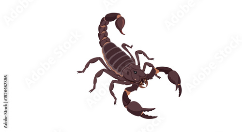 Vector illustration of a detailed scorpion on white background