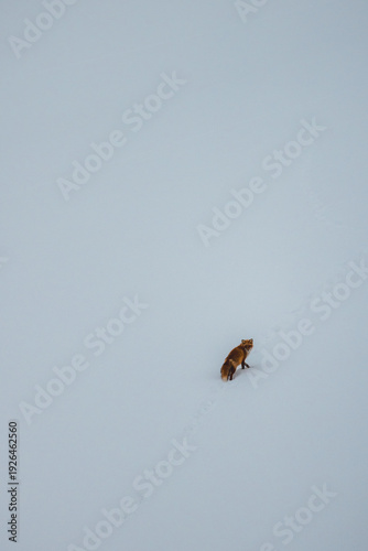View of a solitary fox, a russet flame against the stark white canvas, its delicate footprints etched in the fresh snow, Biei, Hokkaido, Japan.