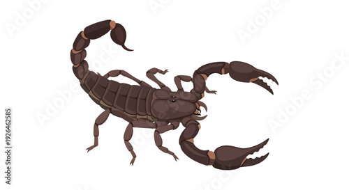 Detailed vector illustration of a brown scorpion on white background